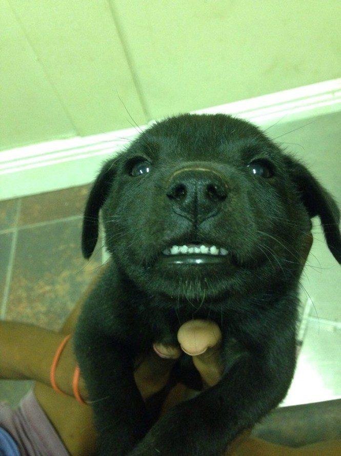 23 animais que tentaram dar um sorriso na hora da foto 19