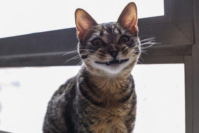 23 animais que tentaram dar um sorriso na hora da foto 20