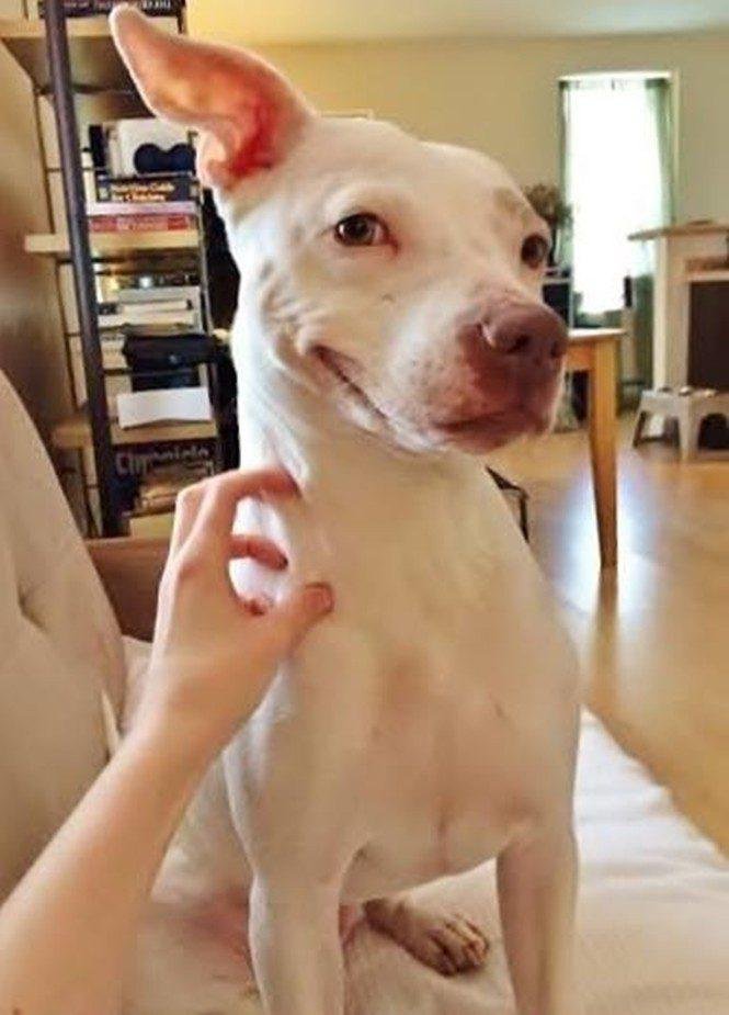 23 animais que tentaram dar um sorriso na hora da foto 21