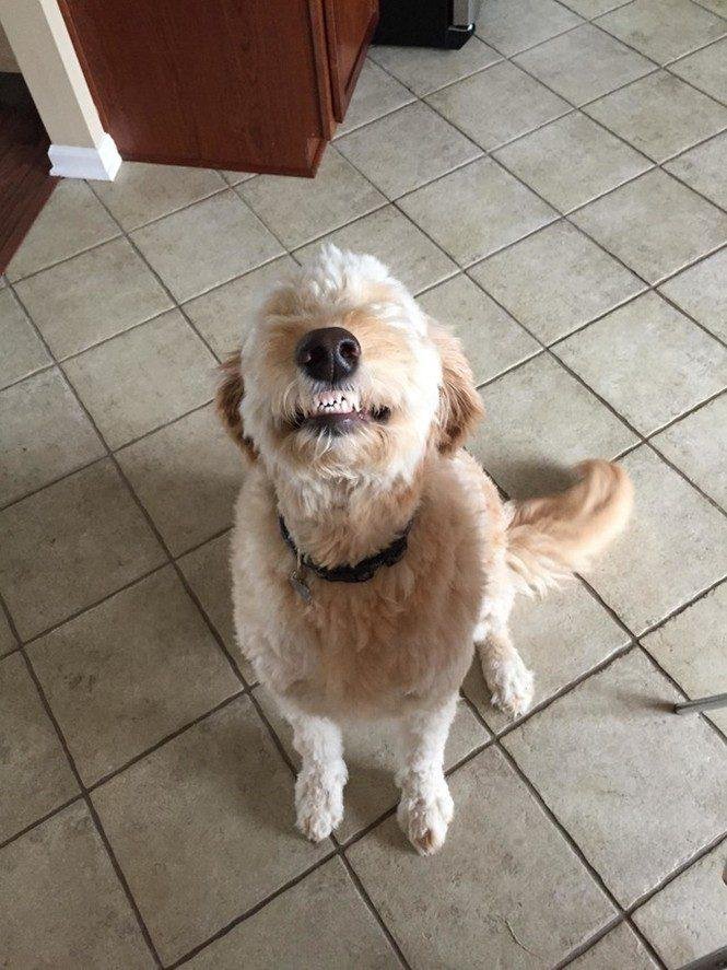 23 animais que tentaram dar um sorriso na hora da foto 22