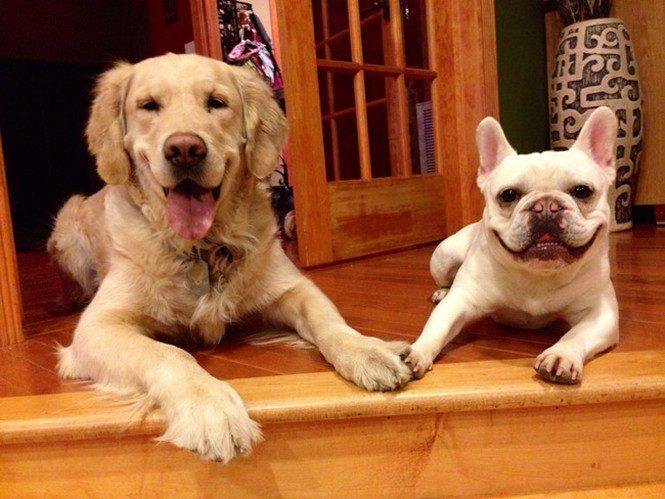 23 animais que tentaram dar um sorriso na hora da foto 24