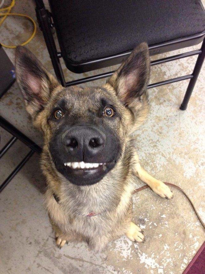 23 animais que tentaram dar um sorriso na hora da foto 25