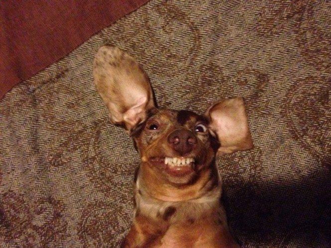 23 animais que tentaram dar um sorriso na hora da foto 26