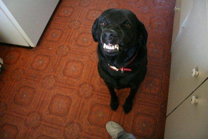 23 animais que tentaram dar um sorriso na hora da foto 3