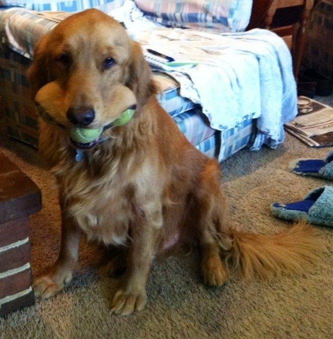 23 animais que tentaram dar um sorriso na hora da foto 7