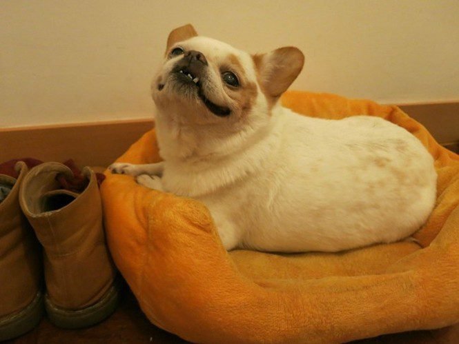 23 animais que tentaram dar um sorriso na hora da foto 8