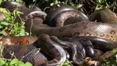 Pescador filma sucuri acasalando com 13 machos no rio Paraná