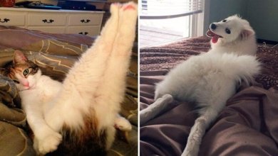 26 animais arrasando nas poses para as fotos