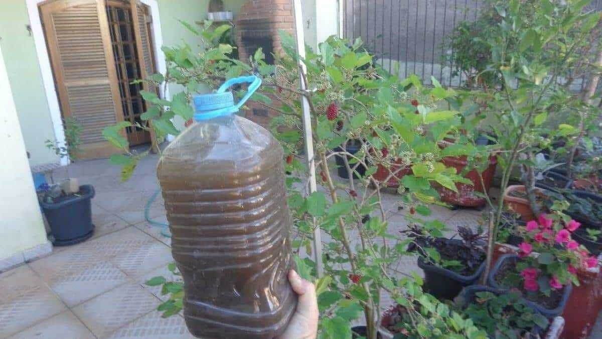 com este adubo natural suas plantas vão florir em 15 dias