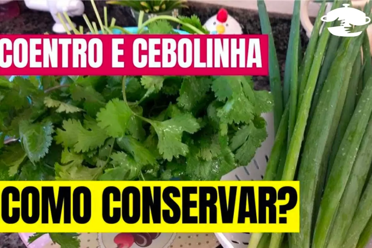 Como conservar coentro e cebolinha por mais tempo sem murchar e estragar