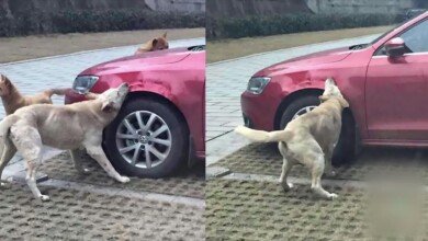 após tomar um chute, cachorro de rua chama sua gangue e destrói carro do agressor