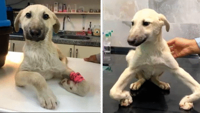 cachorrinho com as pernas tortas que vagava pelas ruas finalmente é resgatado