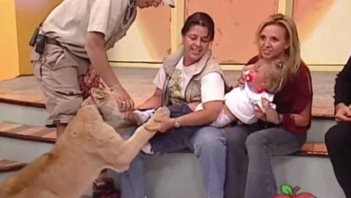 criança quase foi devorada ao vivo por um leão