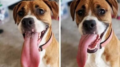 20 animais com características ou comportamentos que vai deixar você de boca aberta