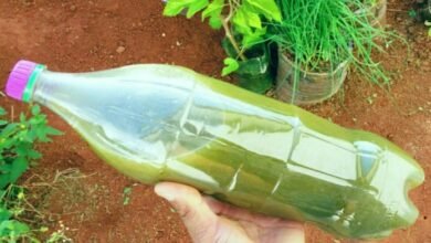 receita do adubo bomba vai turbinar as plantas do seu jardimhorta (1)