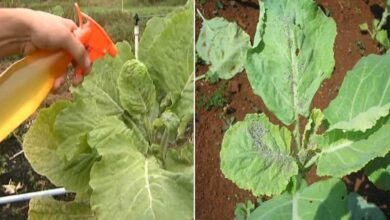 10 Formas de Usar o Vinagre No Jardim