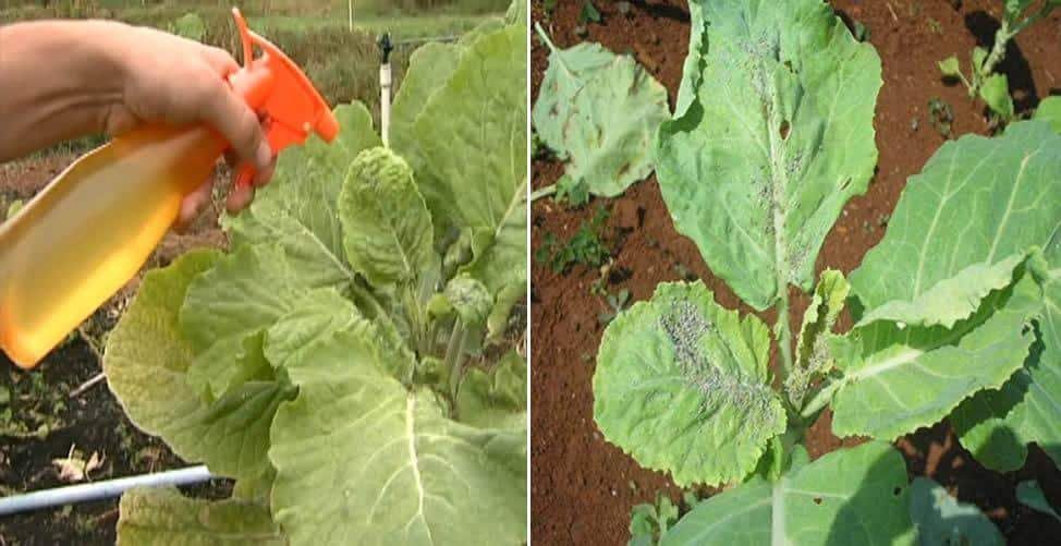 10 Formas de Usar o Vinagre No Jardim 10 Formas de Usar o Vinagre No Jardim