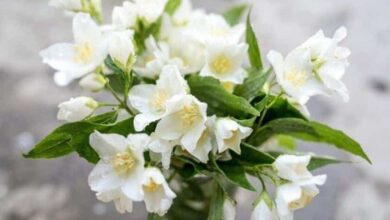 10 Plantas que aliviam o estresse e ajudam a dormir melhor