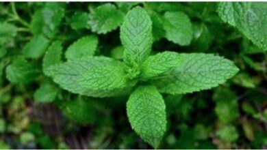 10 motivos para você consumir hortelã sempre!