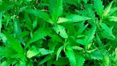 104 Benefícios do chá de Mastruz para a saúde