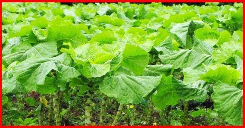 11 motivos que vão te convencer a consumir couve a partir de agora