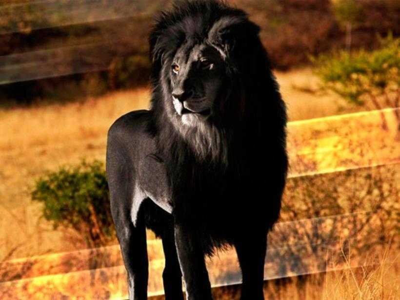 12 animais fantasticos que nasceram com melanismo