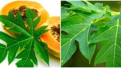 12 Benefícios da Folha de Mamão para Saúde