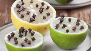 13 truques caseiros para acabar com as moscas em casa