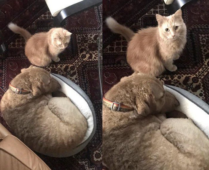 15 animais que nao fazem a minima questao de esconder