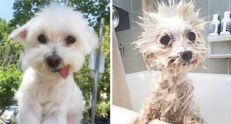 15 imagens divertidas de caes antes e depois do banho