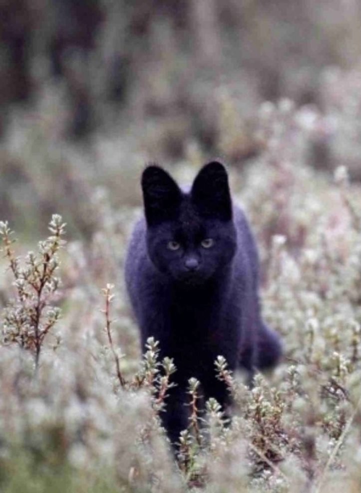 16 animais que definitivamente nasceram para serem os reis da