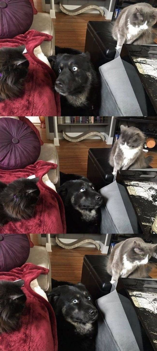 16 imagens que demonstram muito bem o que e desespero