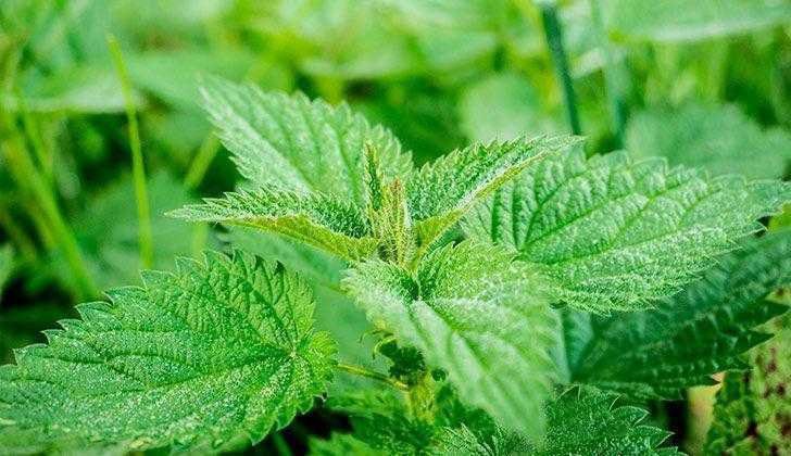 Remédio natural para quem sofre de diabetes