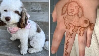 18 Pessoas que tiveram suas expectativas quebradas de maneira cômica