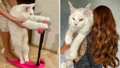 Gato gigante está viralizando na internet e se aproxima dos 15 quilos