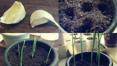Aprenda a plantar alho em casa com esta dica