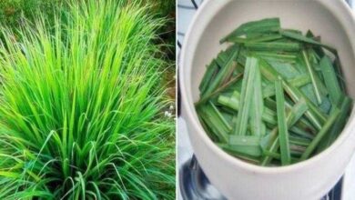 1749177368 Cidreira tem efeito relaxante calmante analgesico diuretico digestivo antidepressivo e Cidreira tem efeito relaxante, calmante, analgésico, diurético, digestivo, antidepressivo e mais