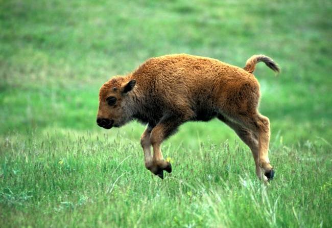 1749180416 681 13 animais recem nascidos que sao uma fofura animais-recem-nascidos-4