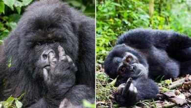 1749180441 15 imagens mostrando que existe bom humor na vida selvagem 15 imagens mostrando que existe bom humor na vida selvagem