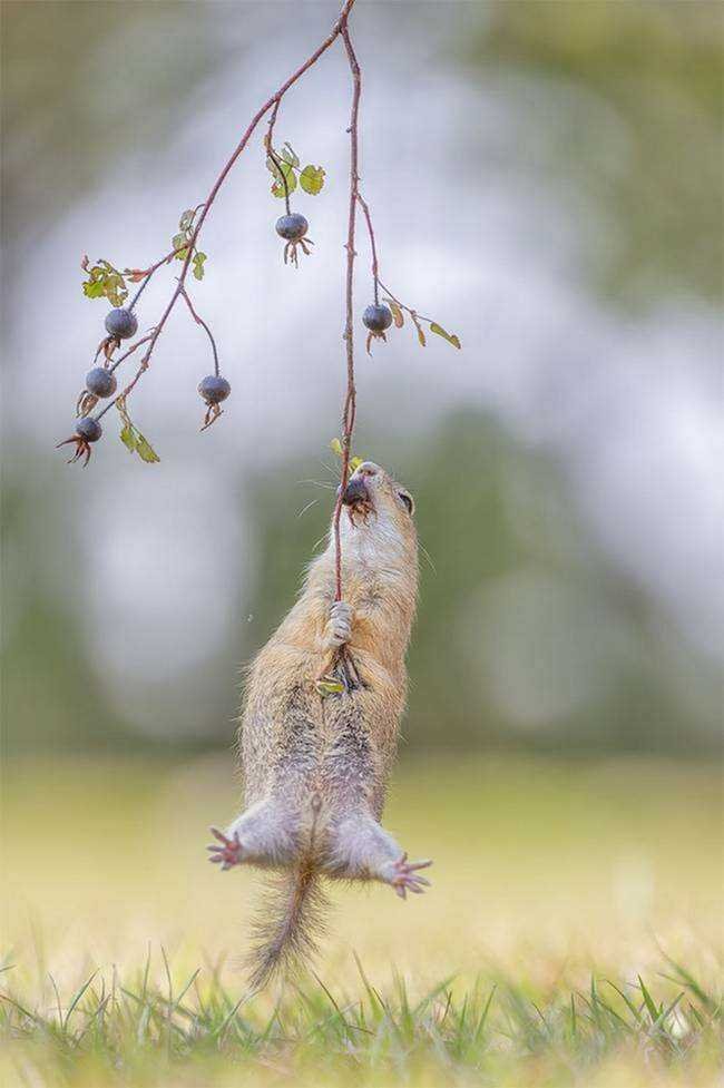 15 imagens mostrando que existe bom humor na vida selvagem