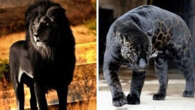 1749186387 12 animais fantasticos que nasceram com melanismo 12 animais fantásticos que nasceram com melanismo