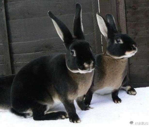 1749186387 966 12 animais fantasticos que nasceram com melanismo