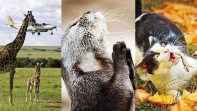 10 Animais clicados no momento perfeito