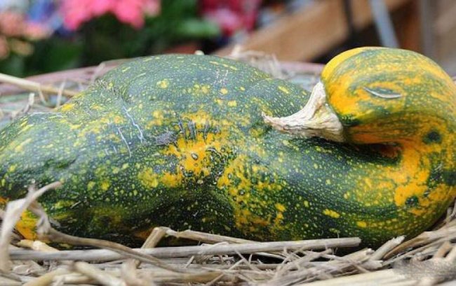 20frutas elegumes que parecem outra coisa