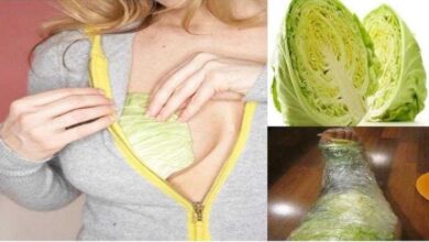 6 Plantas que aumentam os seios naturalmente