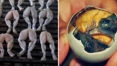 12 Pratos bizarros que você não gostaria de experimentar