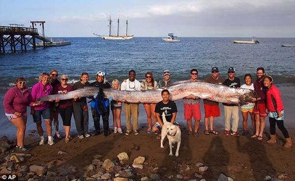 1749199987 570 20 Animais gigantes que realmente 2.) Oarfish gigante: Estes peixes raramente vistos lavaram acima na costa, freaking para fora beachgoers.