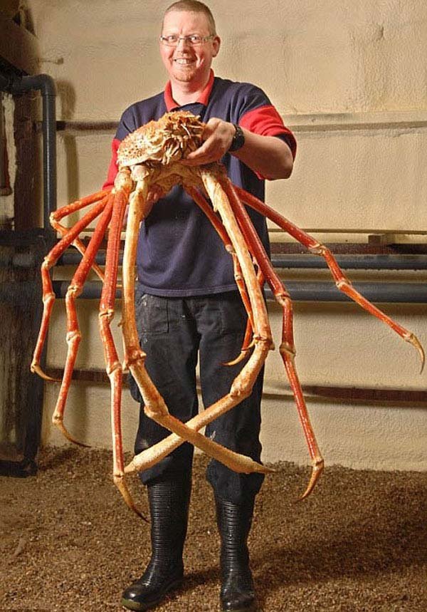 1749199987 581 20 Animais gigantes que realmente 3.) Caranguejo de aranha japonês: Um grampo da pesca para Japão, estes caranguejos pode pesar até 41lbs e fazer dano sério com suas garras.