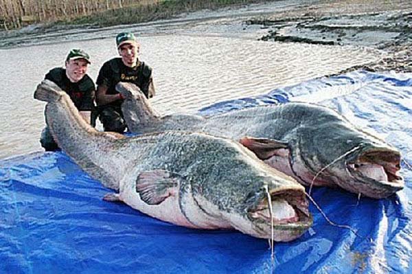 1749199988 112 20 Animais gigantes que realmente 7.) Mekong catfish: These giant fish are found in China’s polluted waterways. They can grow up to 10.5 feet long and feed on the nightmares of children (we can only assume).