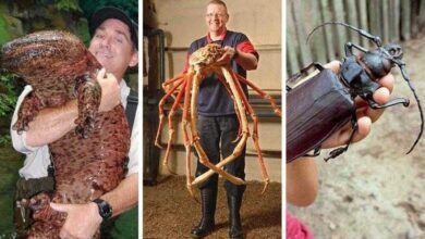20 Animais gigantes que realmente existem
